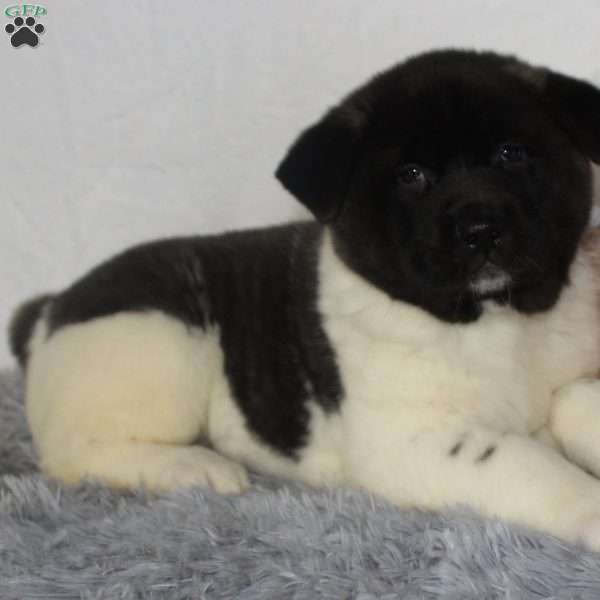 Maggie, Akita Puppy